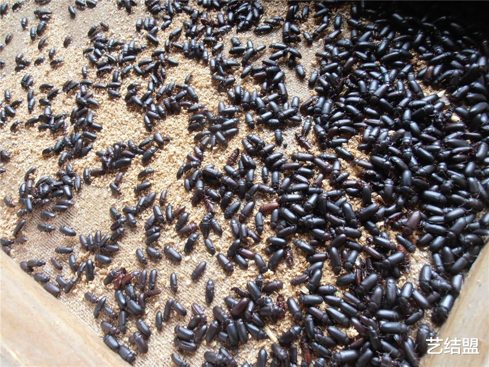 二氧化碳 原来人们曾经小看了黄粉虫，没想到它的价值还真不小！