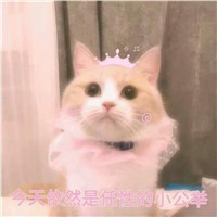 桉月|卖萌猫咪表情包
