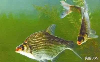 松鼠 菲律宾男子意外捕获60厘米的石斑鱼,眼看就将拉上船,结果遭反杀