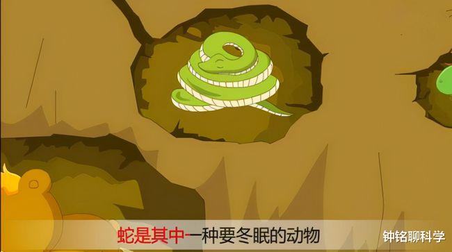 蛇冬眠为啥毫无自保能力?眼睁睁看着自己被老鼠啃食,却无力还击