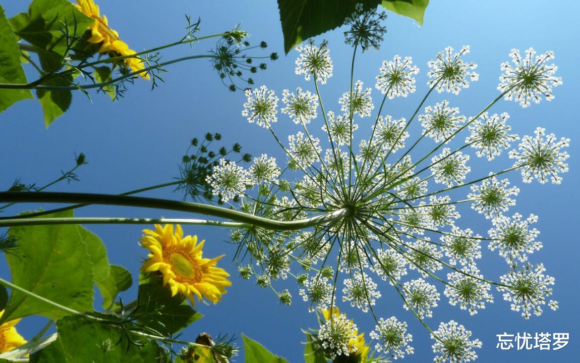 忘忧塔罗|忘忧塔罗：天蝎座8月运势，感情被过于理想化，导致过度付出投入