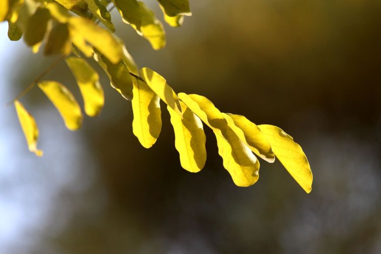 芨芨草001|立秋了！愿在秋天，你我都有一个好的“收成”