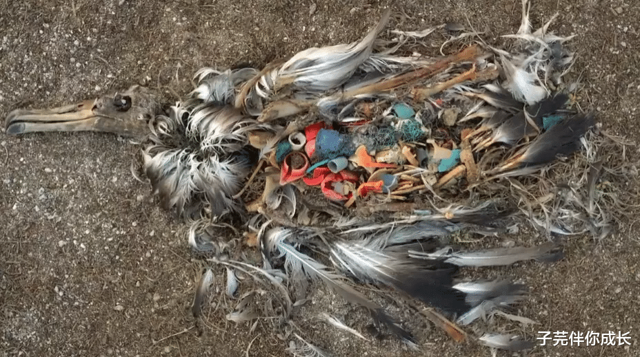 6年不用卫生巾,一家4口“零浪费”生活:节俭上瘾,是怎样的快乐