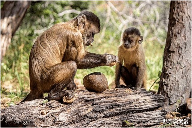 木星 巴拿马猴会使用工具，可能进入了石器时代，未来会威胁到人类吗？