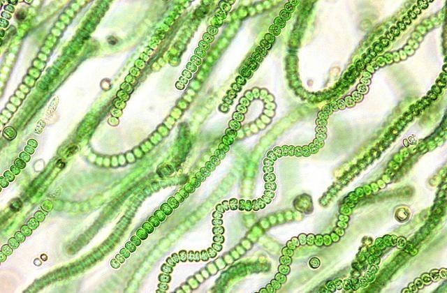 科学家 假如地球上森林增加一倍,会发生什么?科学家:后果将难以承受