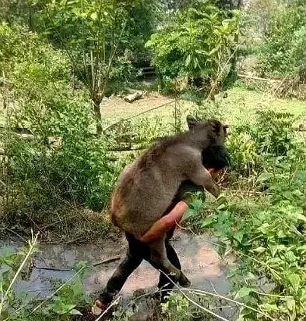 大理|山里钓鱼结果抬回来一头羊，钓友称是河里漂来的，网友：你很可疑