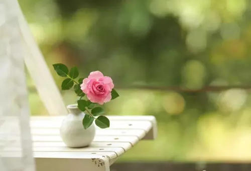 蜘蛛 《夏洛的网》：小蜘蛛的一句话，竟然读哭了我