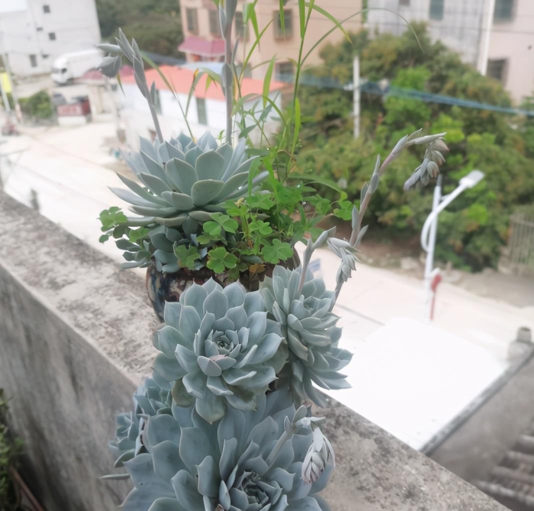 植萌|给薄叶蓝鸟换个深盆养，没想到薄叶蓝鸟变成悬挂的老桩