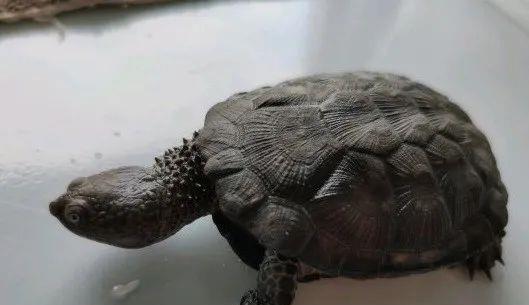 海龟 它在龟界不常露脸，但本身就有不凡的身躯