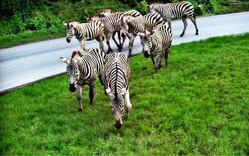 狂犬病 如果人类离开地球,谁能代替人类成为主导地球的物种