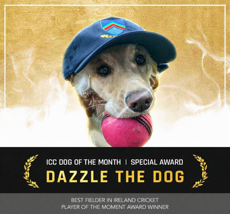 银城星系|毛孩闯比赛“叼球狂奔”球员狂追打乱赛程：赛后获颁MVP