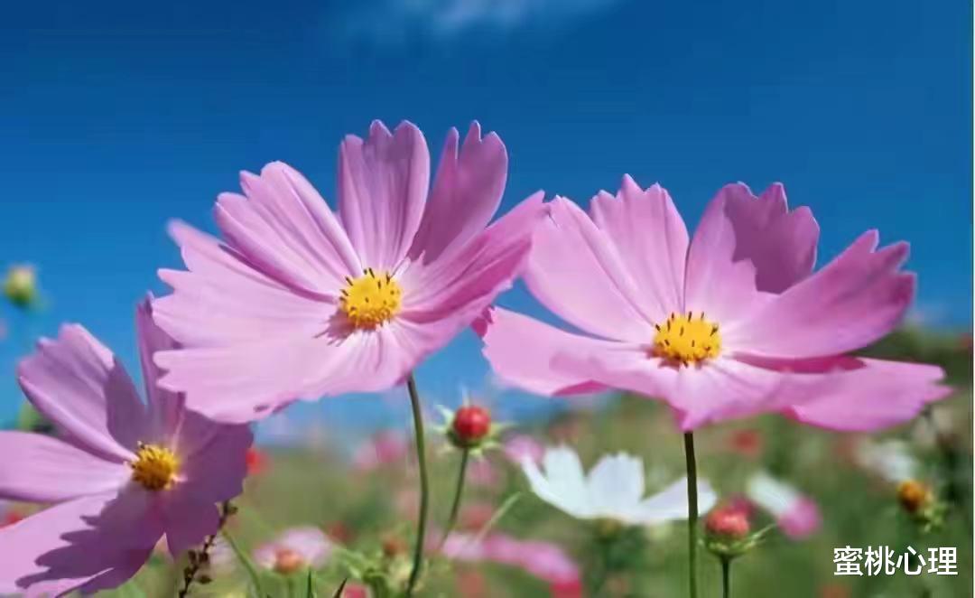 蜜桃心理|人到中年，夫妻感情再好，也不能有这4种\＂作死\＂行为