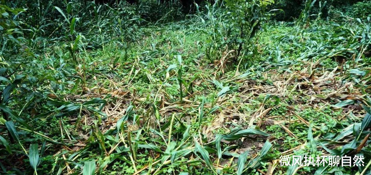 微风执杯聊自然|毁地绝粮，攻击村民，野猪死期终于到了，保护期骤降为每年两个月