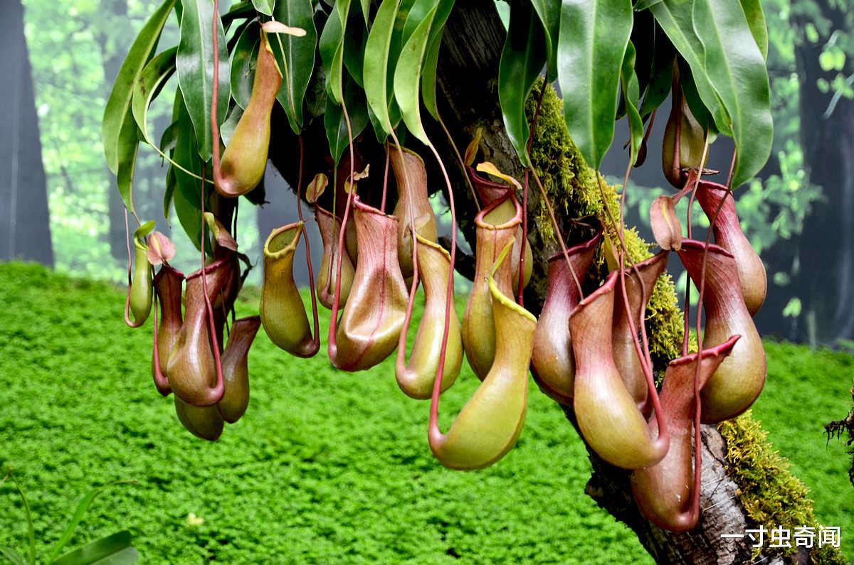 基因 独辟蹊径的食虫植物，为何成了植物中的另类？关于它们又有何怪谈