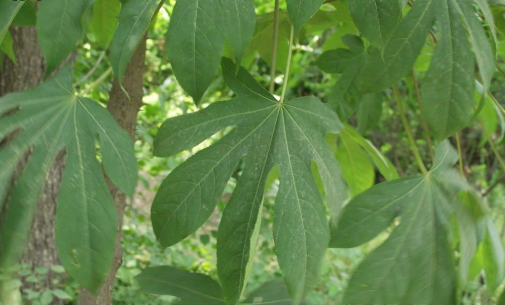  浑身带刺鸟不宿——刺楸