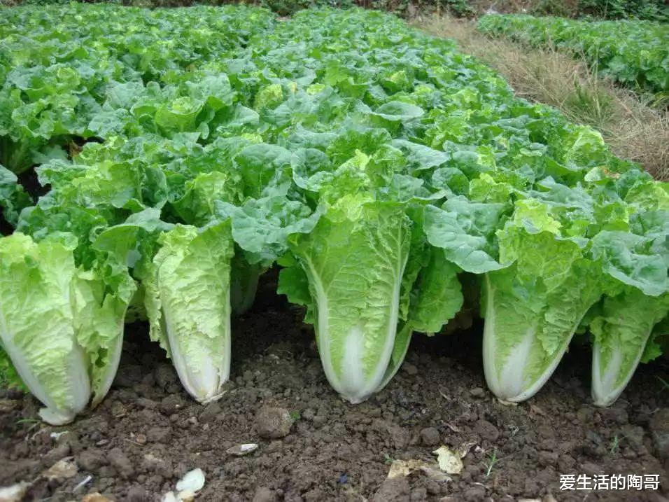爱生活的陶哥 冬季家家户户必吃的一道炖菜，鲜香入味，热气腾腾，冬天吃很暖和