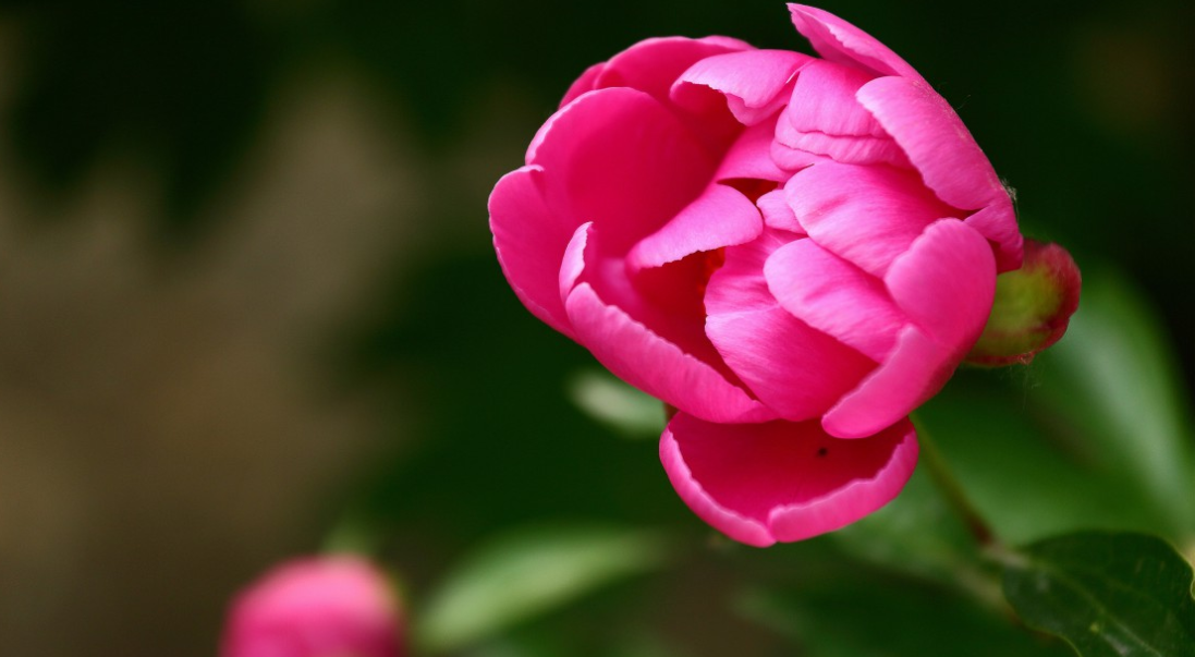 生肖|6月中旬，一意孤行，执念旧情人，3生肖用情专一，不偏不倚，深爱到底