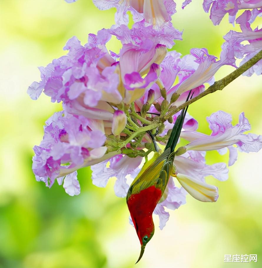 金牛座|哪些日子出生的人，做人做事善于规划，条理清晰，容易获贵人赏识