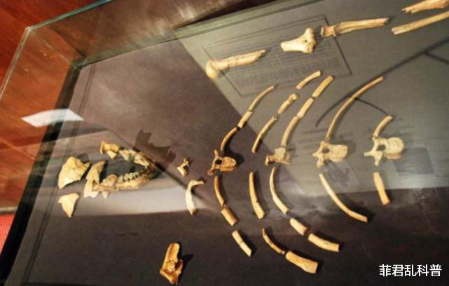 科学家|300万年前的人类被发现，科学家究其死因，发现她一生相当可怜