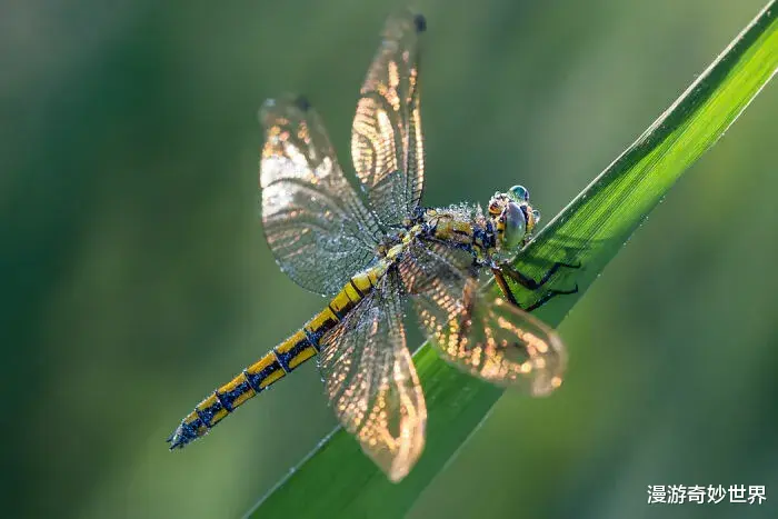 漫游奇妙世界|公海马会生娃？25个刷新三观的奇葩冷知识，看完姿势大涨！