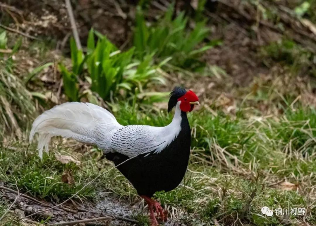 铜川周春辉 铜川摄影师张宝光暮春时节在洋县拍摄的作品