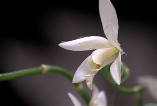 菜菜叶|老话说“竹子开花，马上搬家”那么竹子真的会开花吗？