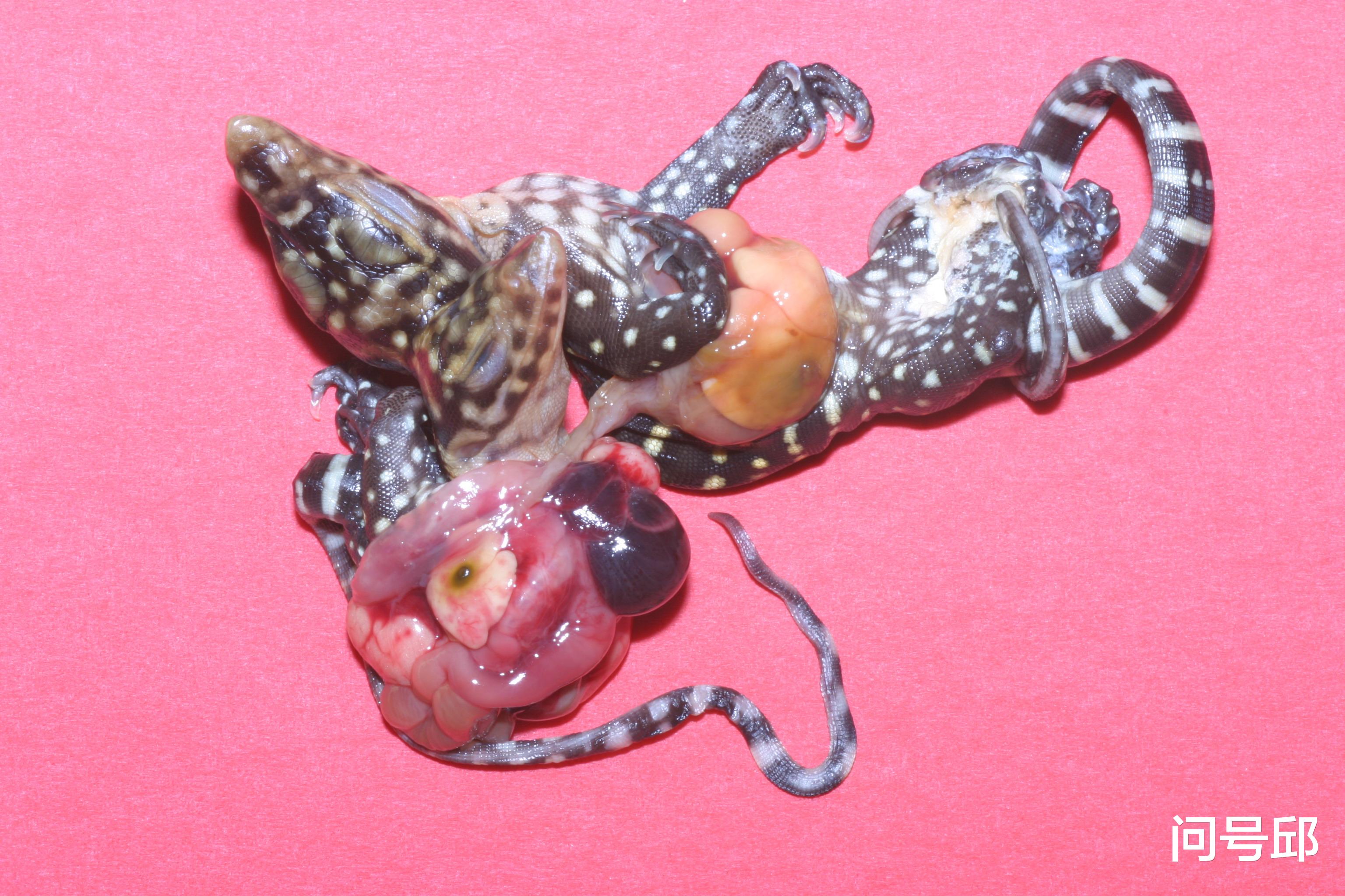 连体 连体蜥蜴一破壳就死亡：父母是兄弟姐妹关系，酿成近亲后代的悲剧