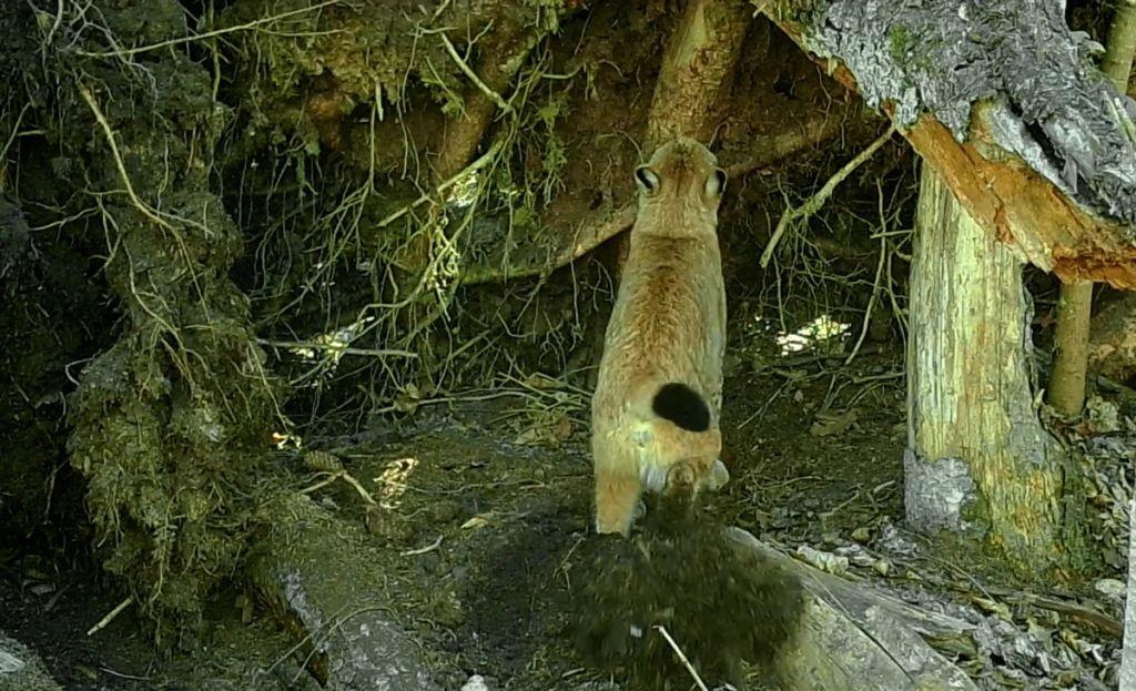 猞猁如何反杀狼群?防御无懈可击,进攻心狠手辣,杀到断子绝孙