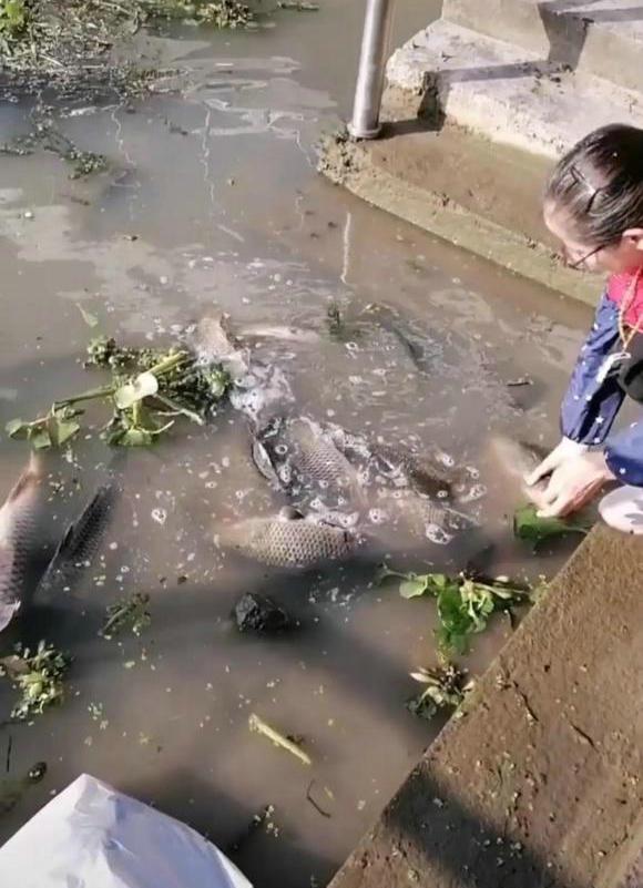 广西一河道鱼群排队游行,都是两三斤的大鱼,网友:这事不简单!