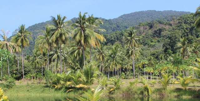 神经元 占森林面积20%的亚马逊雨林,是6600万年前受小行星撞击形成的?