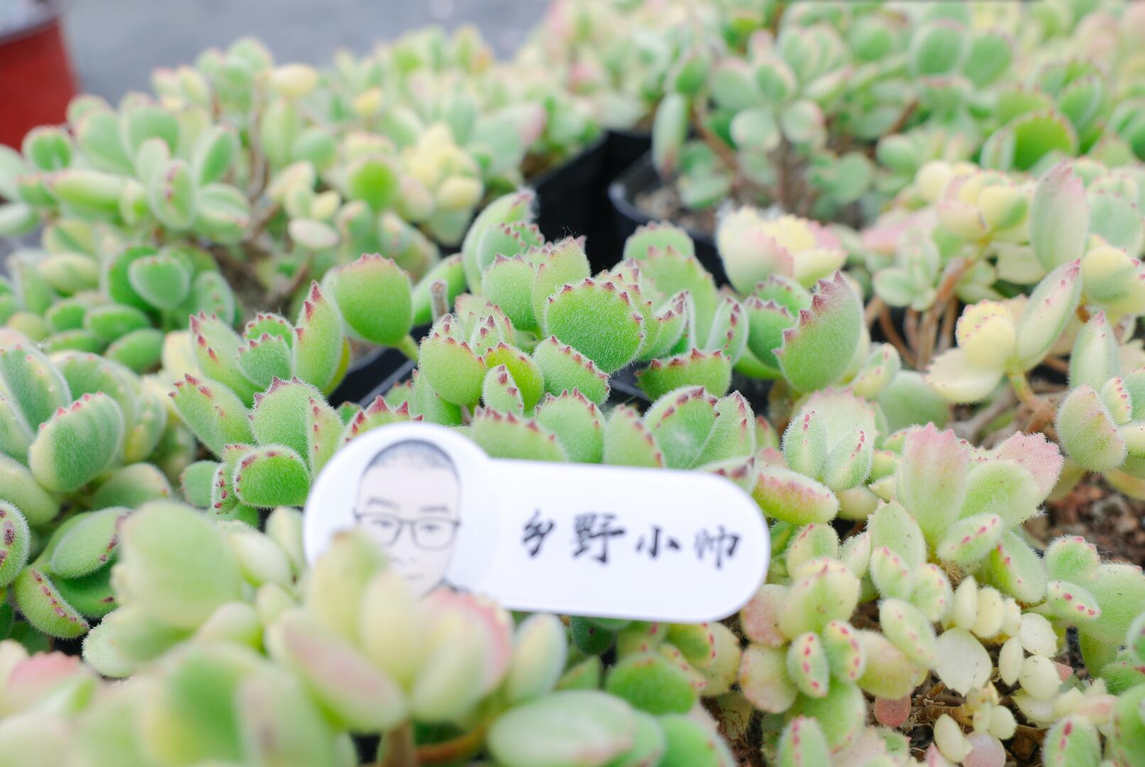 乡野小帅 肉肉度夏困难？听小帅告诉你度夏可以这样做