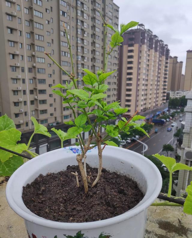 |住顶楼的,楼顶公共区域可以种点花花草草吗?