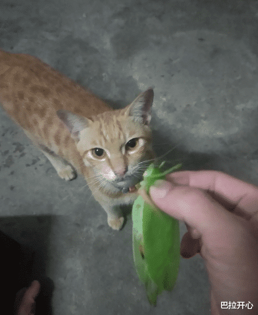 |“我家猫抓来一只大虫子，有没有知道是啥品种？”还挺绿