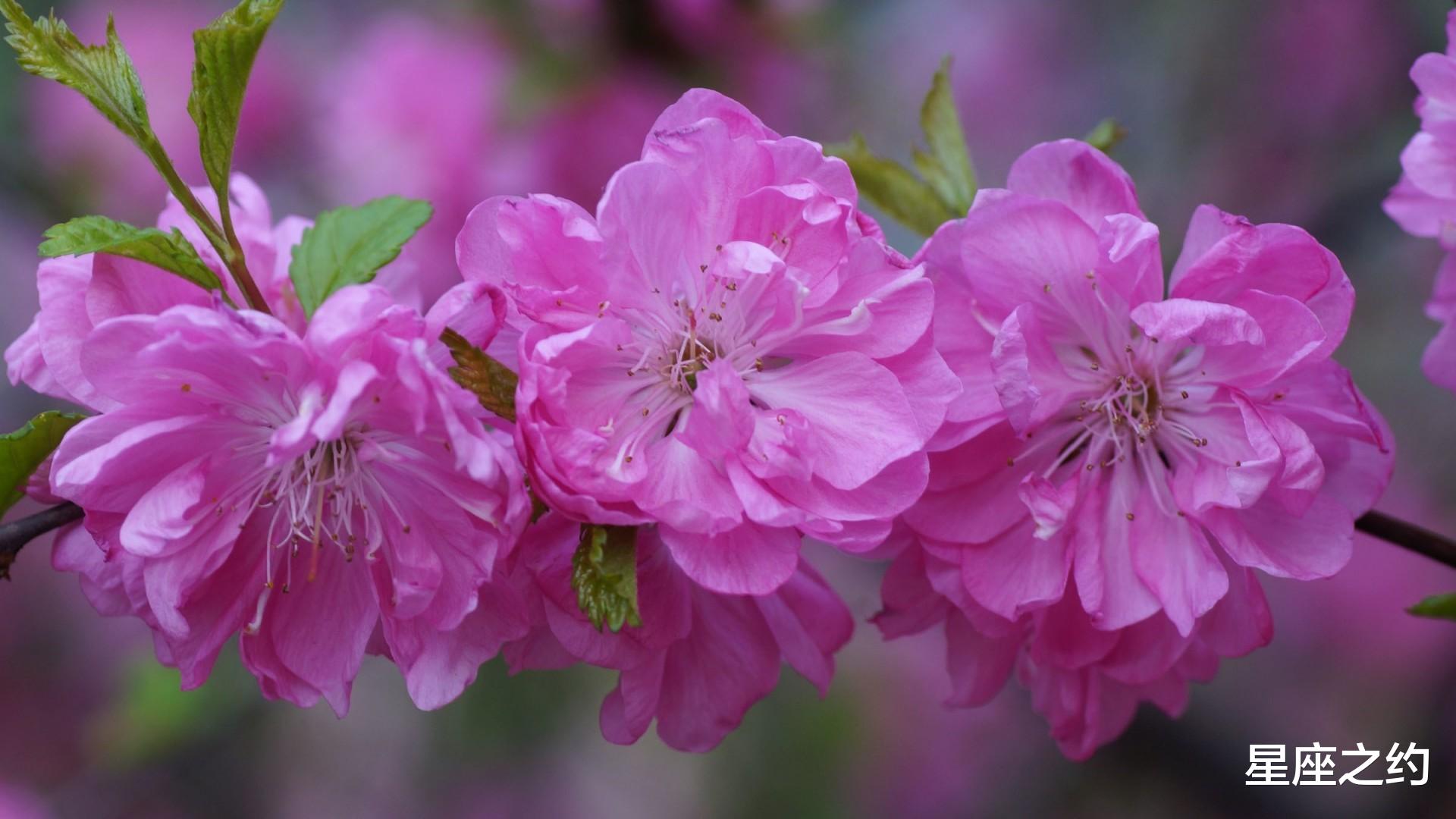 星座之约|在9月中旬,激流勇进,枯木逢春,如愿以偿的三大星座