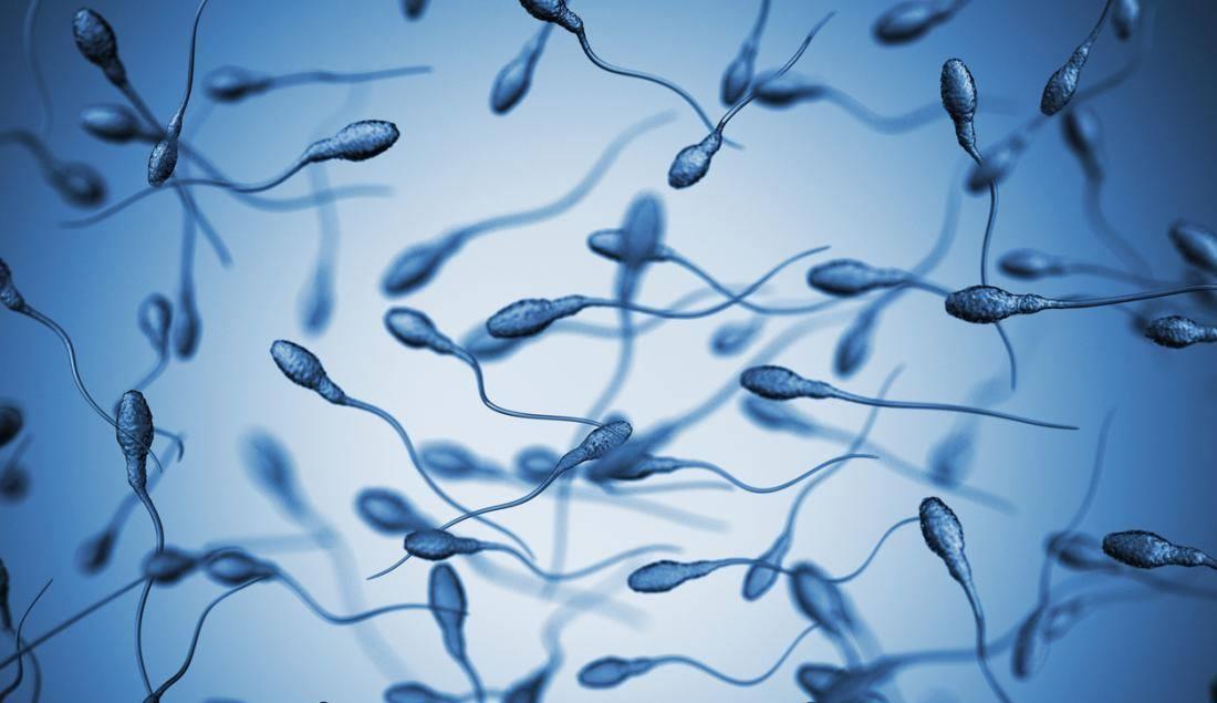 打架确定繁衍方式的神奇物种,见面先打架,然后确定如何繁衍