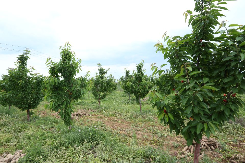 陕西蜗牛 铜川大樱桃成熟上市，快来体验采摘乐趣