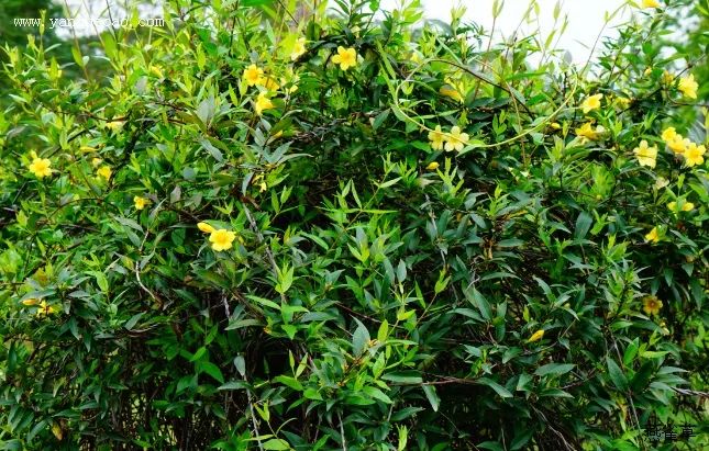 植物|闻香识花之法国香水