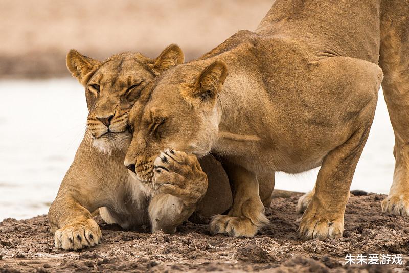 狮子 朱朱：盘点陆地上那些战斗力很强的动物，你最喜欢哪个