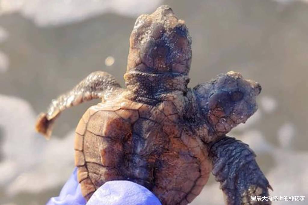 连体 美国双头蛇吞老鼠：两个头各一只，只有一个身体，究竟听谁指挥？