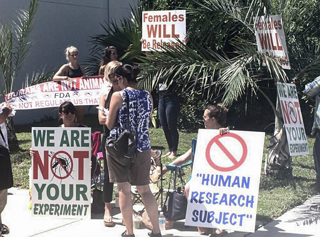 蚊子 无视警告！美国要放出10亿只转基因蚊子，恐制造变异蚊子