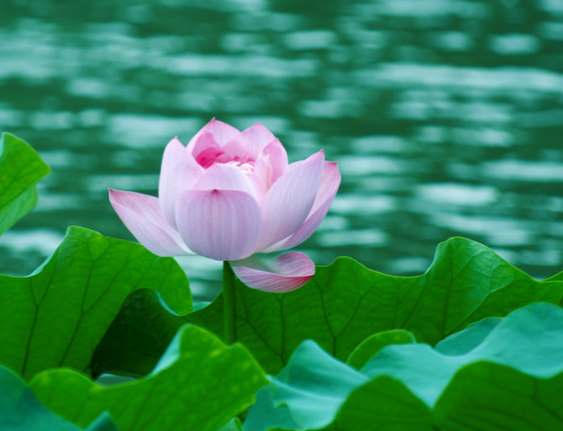 星临天下|7月19日开始，霉运走好运来，4属相鸿运当头，日子甜甜蜜蜜