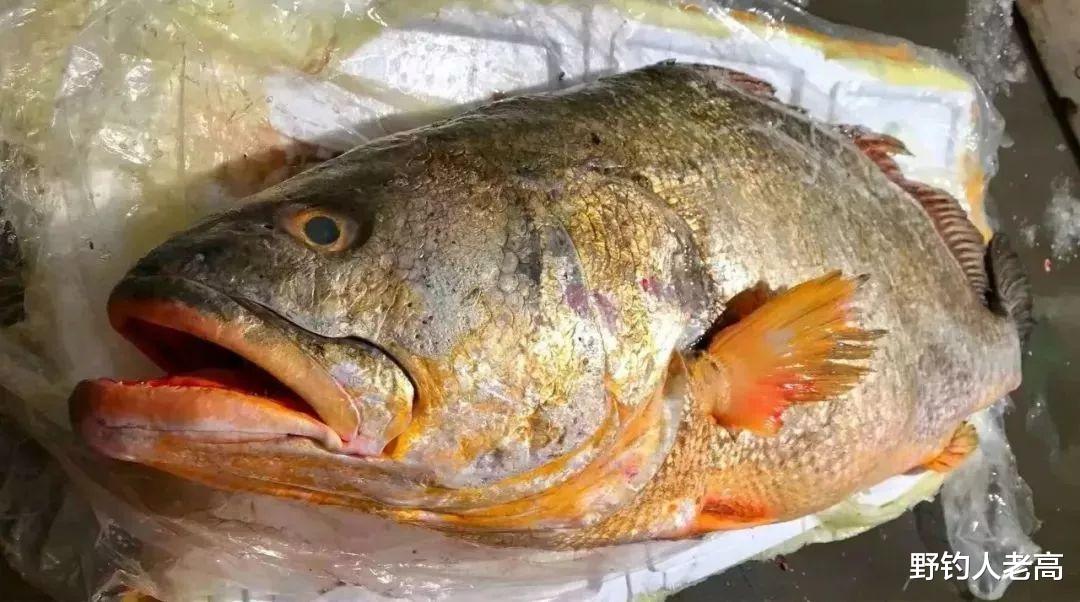 野钓人老高 珠江的“死穴”：外来鱼种“乱成一锅粥”，黄唇鱼还能绝地逢生？