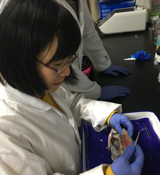 基因|华中农业大学找到控制鱼刺基因, 科技改变生活, 未来也许不犯愁吐刺