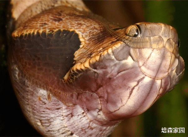 蛋白质 猫头鹰环蝶的“恐吓”能力——蛹期伪装成毒蛇,成蝶伪装成猫头鹰