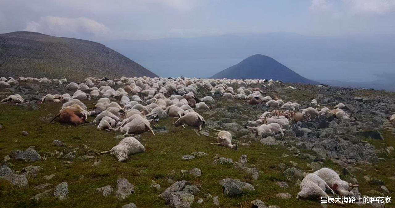 雷击还是失温？砍刀、汽油、羽绒服齐备，地质队员是如何遇难的？