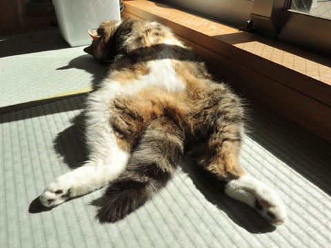 空心菜|阳气足百病除！一招免费向天借阳气！