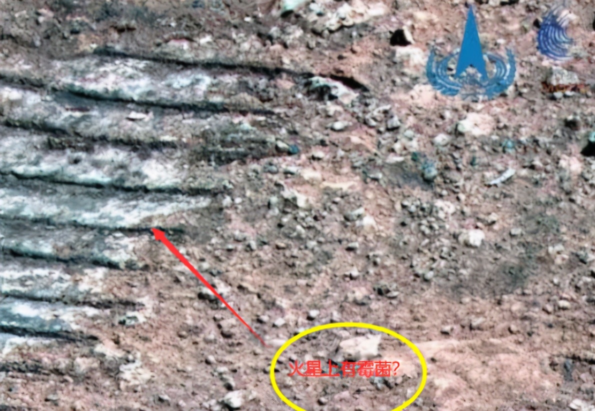 火星 祝融号发现岩石上的白色物质，菌状类物质明显，火星生命找到了？