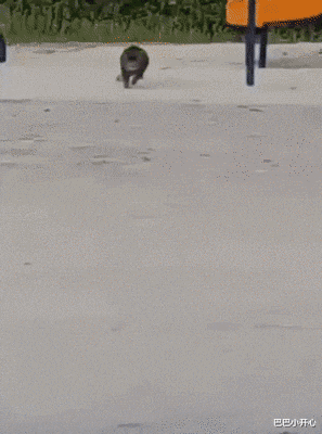 智商税|“刚提回来的新车上趴了一个金色昆虫，有什么寓意吗？”要发了？