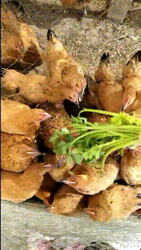 王者星座之说|“提醒女孩子，上完大便后千万不要往前擦...”哈哈哈哈哈，评论区亮了