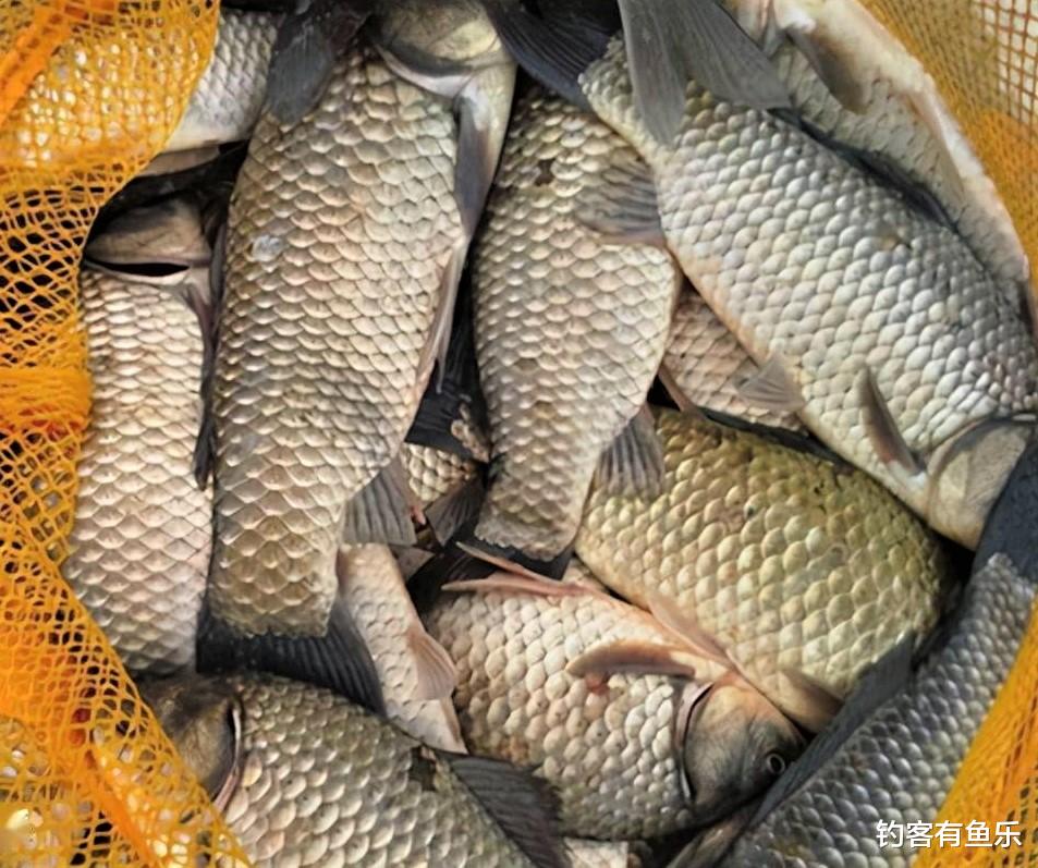 |冬季的鲫鱼有什么特点？天冷野钓鲫鱼，避开这6条，钓获比平时多